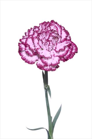foto van een variëteit aan bloemen, te gebruiken als: Snijbloemen Dianthus caryophyllus Palladio Malva Bordato