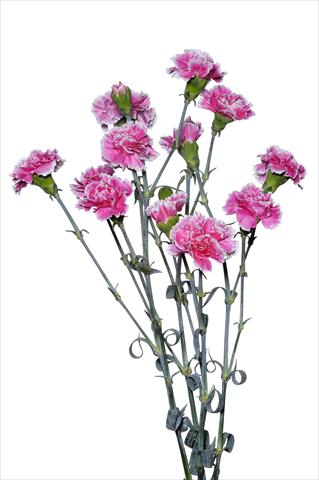 foto van een variëteit aan bloemen, te gebruiken als: Snijbloemen Dianthus caryophyllus Piccio