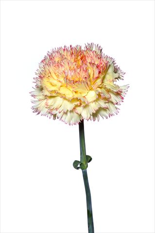 foto van een variëteit aan bloemen, te gebruiken als: Snijbloemen Dianthus caryophyllus Riccio