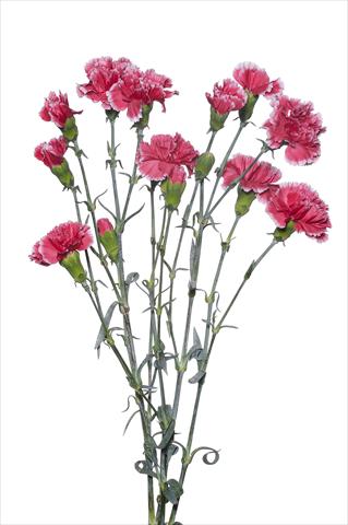 foto van een variëteit aan bloemen, te gebruiken als: Snijbloemen Dianthus caryophyllus Sangallo