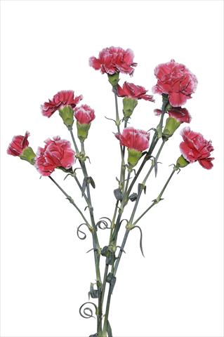 foto van een variëteit aan bloemen, te gebruiken als: Snijbloemen Dianthus caryophyllus Scarpagnino