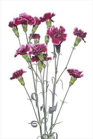 foto van een variëteit aan bloemen, te gebruiken als: Snijbloemen Dianthus caryophyllus Scarsellino