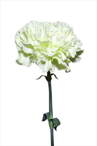 photo of flower to be used as: Cutflower Dianthus caryophyllus Schiavone