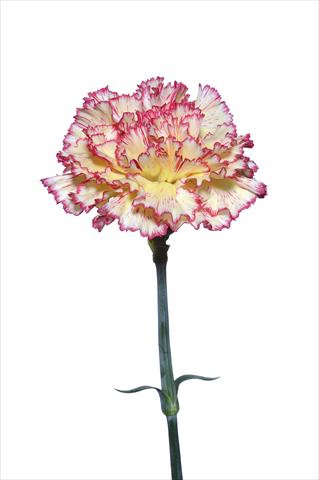 foto van een variëteit aan bloemen, te gebruiken als: Snijbloemen Dianthus caryophyllus Scipione