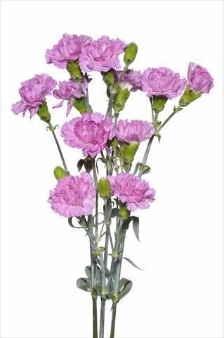 foto van een variëteit aan bloemen, te gebruiken als: Snijbloemen Dianthus caryophyllus Sordino