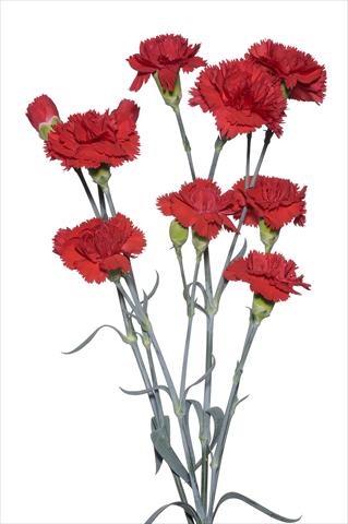 foto van een variëteit aan bloemen, te gebruiken als: Snijbloemen Dianthus caryophyllus Spadarino