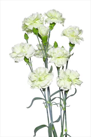 foto van een variëteit aan bloemen, te gebruiken als: Snijbloemen Dianthus caryophyllus Villani