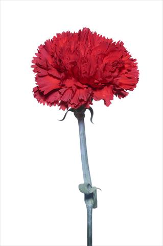foto van een variëteit aan bloemen, te gebruiken als: Snijbloemen Dianthus caryophyllus Vincidor
