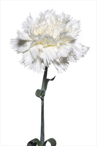 foto van een variëteit aan bloemen, te gebruiken als: Snijbloemen Dianthus caryophyllus Volterrano
