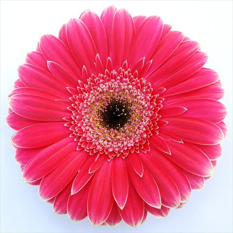 foto van een variëteit aan bloemen, te gebruiken als: Pot Gerbera jamesonii RE-AL® Alison