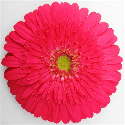 foto van een variëteit aan bloemen, te gebruiken als: Pot Gerbera jamesonii RE-AL® Beverly