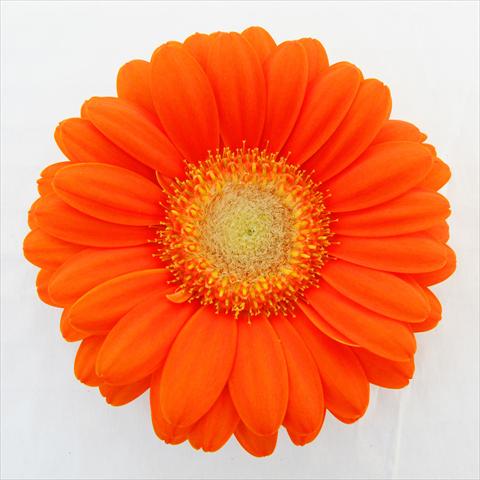 foto van een variëteit aan bloemen, te gebruiken als: Pot Gerbera jamesonii RE-AL® Candy