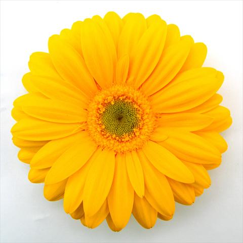 foto van een variëteit aan bloemen, te gebruiken als: Pot Gerbera jamesonii RE-AL® Dana