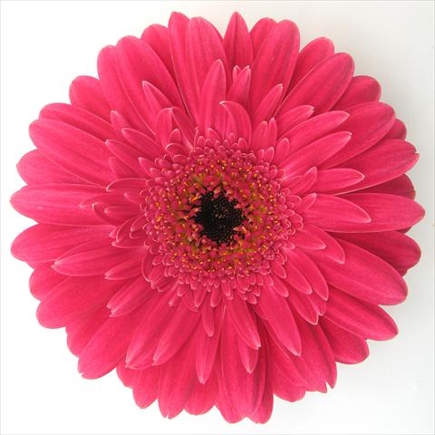 foto van een variëteit aan bloemen, te gebruiken als: Pot Gerbera jamesonii RE-AL® Kayla