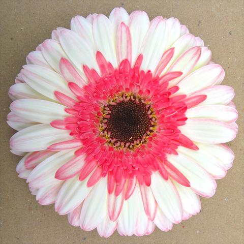 foto van een variëteit aan bloemen, te gebruiken als: Pot Gerbera jamesonii RE-AL® Maxima