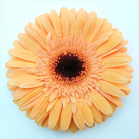 foto van een variëteit aan bloemen, te gebruiken als: Pot Gerbera jamesonii RE-AL® Meringa