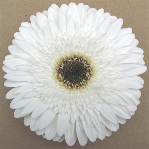 foto van een variëteit aan bloemen, te gebruiken als: Pot Gerbera jamesonii RE-AL® Minerva
