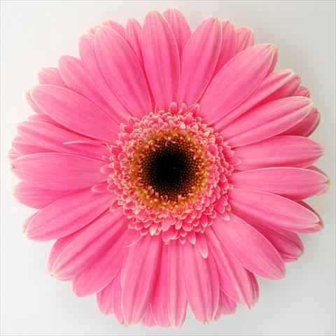 foto van een variëteit aan bloemen, te gebruiken als: Pot Gerbera jamesonii RE-AL® Momo