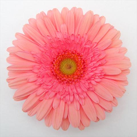 foto van een variëteit aan bloemen, te gebruiken als: Pot Gerbera jamesonii RE-AL® Muriel