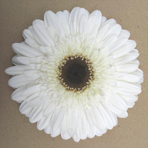 foto van een variëteit aan bloemen, te gebruiken als: Pot Gerbera jamesonii RE-AL® Nuvola