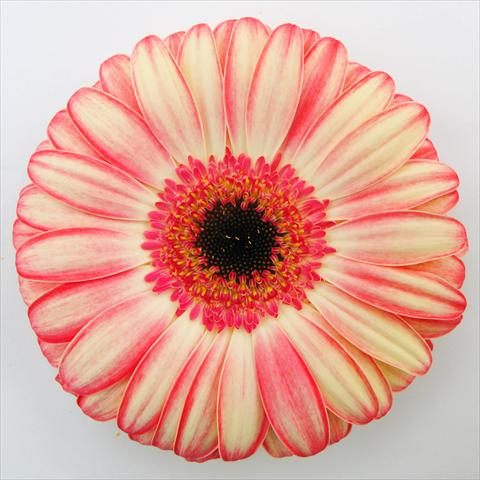 foto van een variëteit aan bloemen, te gebruiken als: Pot Gerbera jamesonii RE-AL® Rhoda