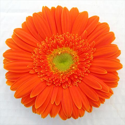 foto van een variëteit aan bloemen, te gebruiken als: Pot Gerbera jamesonii RE-AL® Sofia