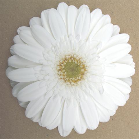 foto van een variëteit aan bloemen, te gebruiken als: Pot Gerbera jamesonii RE-AL® Top Model