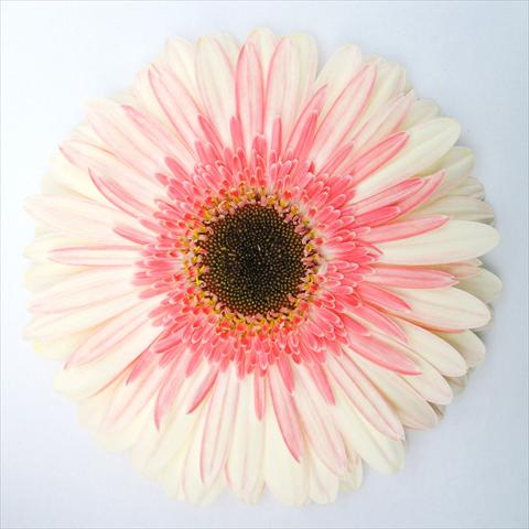 photo of flower to be used as: Pot Gerbera jamesonii RE-AL® Trend One