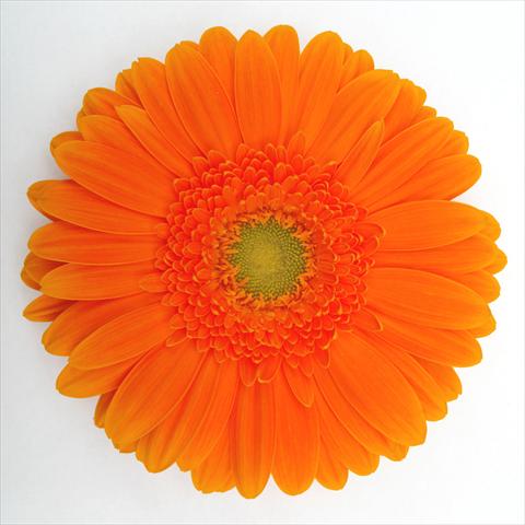 foto van een variëteit aan bloemen, te gebruiken als: Pot Gerbera jamesonii RE-AL® Zoe