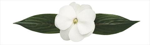 foto van een variëteit aan bloemen, te gebruiken als: Potplant, perkplant, patioplant, korfplant Impatiens N. Guinea Paradise® Loiza®