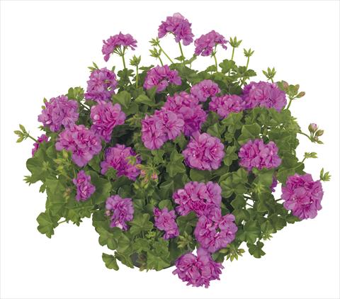foto van een variëteit aan bloemen, te gebruiken als: Potplant, patioplant, korfplant Pelargonium peltatum RE-AL® Alpha Leonis®