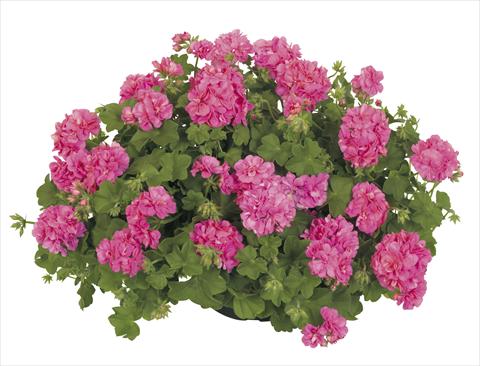 foto van een variëteit aan bloemen, te gebruiken als: Potplant, patioplant, korfplant Pelargonium peltatum RE-AL® Dione®