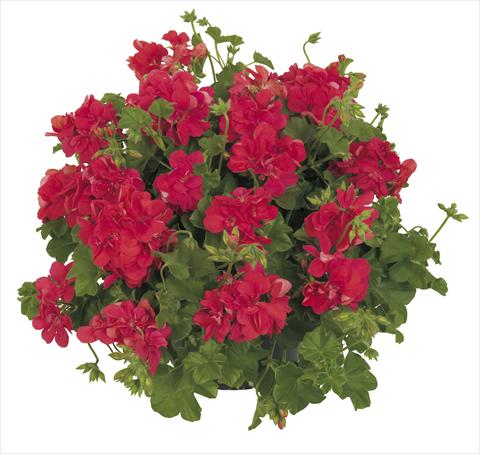 foto van een variëteit aan bloemen, te gebruiken als: Potplant, patioplant, korfplant Pelargonium peltatum RE-AL® Lynx®