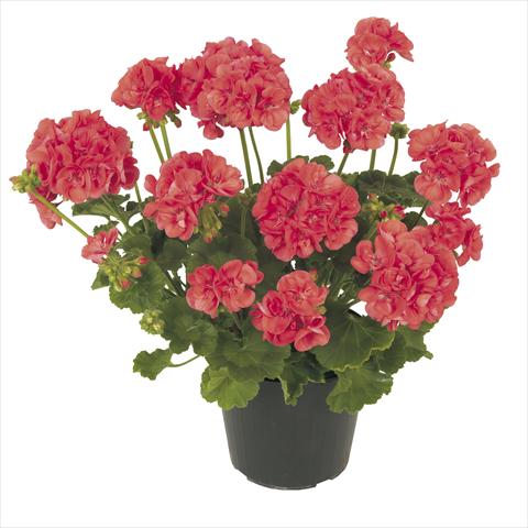 foto van een variëteit aan bloemen, te gebruiken als: Potplant, patioplant, korfplant Pelargonium peltatum RE-AL® Ambrosia®