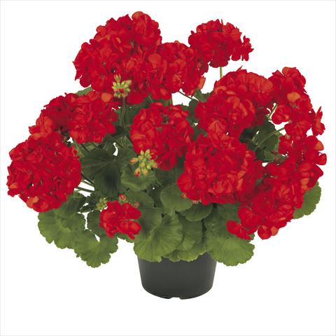 foto van een variëteit aan bloemen, te gebruiken als: Pot Pelargonium zonale RE-AL® Asterion®