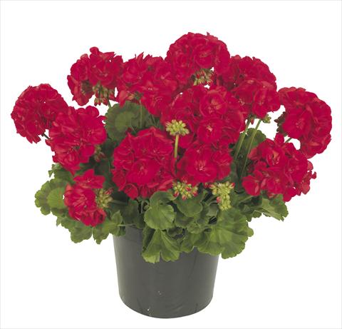 foto van een variëteit aan bloemen, te gebruiken als: Potplant, patioplant, korfplant Pelargonium peltatum RE-AL® Circinus®