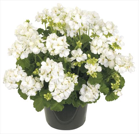 foto van een variëteit aan bloemen, te gebruiken als: Potplant, patioplant, korfplant Pelargonium peltatum RE-AL® Columba®