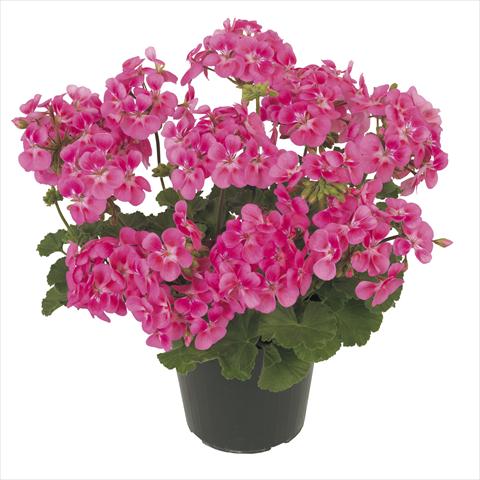 foto van een variëteit aan bloemen, te gebruiken als: Potplant, patioplant, korfplant Pelargonium peltatum RE-AL® Eudora®