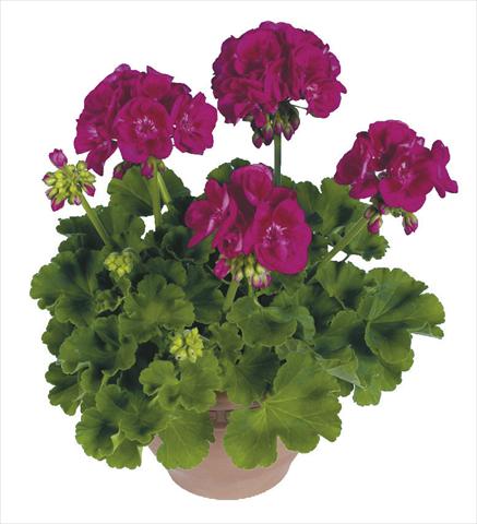 foto van een variëteit aan bloemen, te gebruiken als: Pot Pelargonium zonale pac® Flower Fairy Berry®