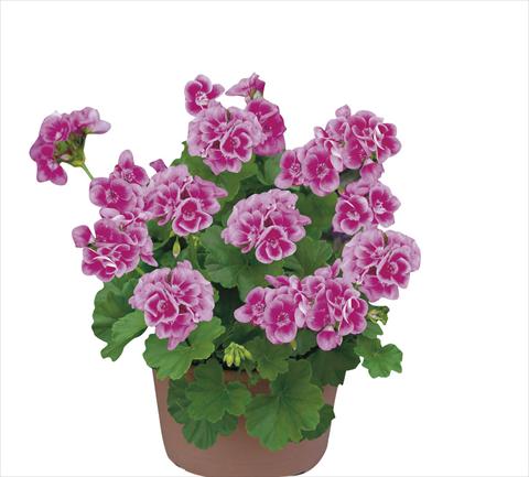 foto van een variëteit aan bloemen, te gebruiken als: Pot Pelargonium zonale pac® Flower Fairy Rose®
