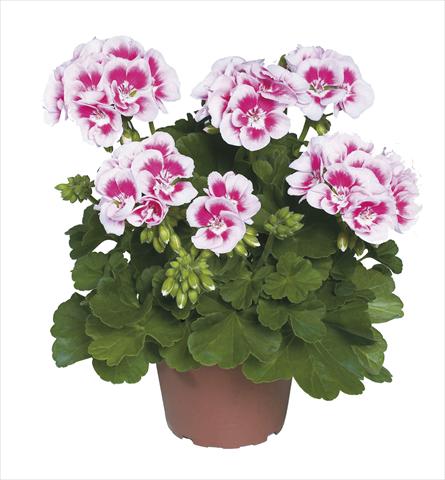 foto van een variëteit aan bloemen, te gebruiken als: Pot Pelargonium zonale pac® Flower Fairy White Splash®