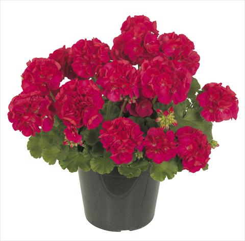 foto van een variëteit aan bloemen, te gebruiken als: Potplant, patioplant, korfplant Pelargonium peltatum RE-AL® Inedito 76969®