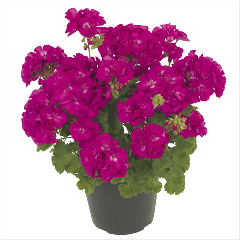 foto van een variëteit aan bloemen, te gebruiken als: Potplant, patioplant, korfplant Pelargonium peltatum RE-AL® Maia®
