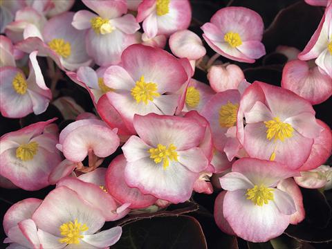 foto van een variëteit aan bloemen, te gebruiken als: Perkplant / Borders Begonia semperflorens Bada Boom Rose Bicolor