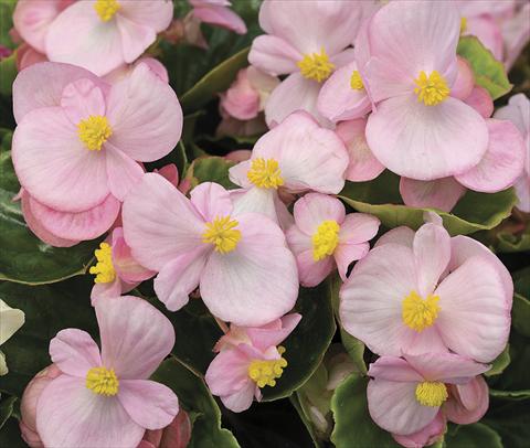 foto van een variëteit aan bloemen, te gebruiken als: Perkplant / Borders Begonia semperflorens Bada Bing Soft Pink