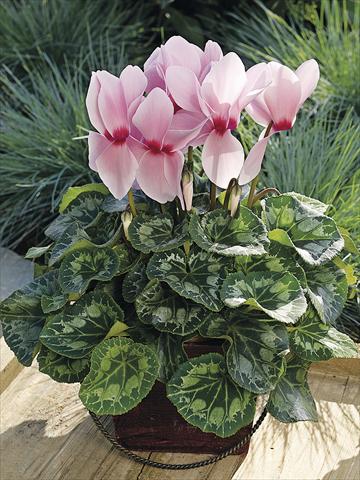 foto van een variëteit aan bloemen, te gebruiken als: Patioplant, potplant Cyclamen persicum Sierra Synchro Light Pink with Eye