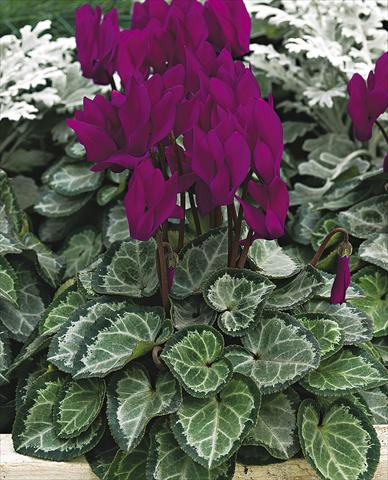 foto van een variëteit aan bloemen, te gebruiken als: Potplant, perkplant, patioplant Cyclamen persicum Silverheart Purple
