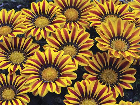 foto van een variëteit aan bloemen, te gebruiken als: Perkplant / Borders Gazania splendens Big Kiss Yellow Flame