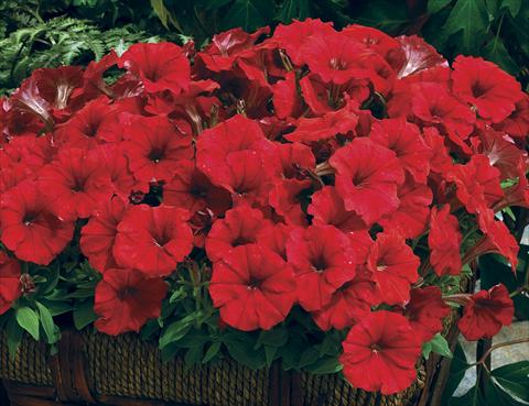 foto van een variëteit aan bloemen, te gebruiken als: Perkplant / Borders Petunia milliflora Picobella Red