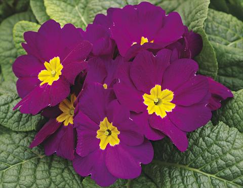 foto van een variëteit aan bloemen, te gebruiken als: Perkplant / Borders Primula acaulis, veris, vulgaris Orion Violet